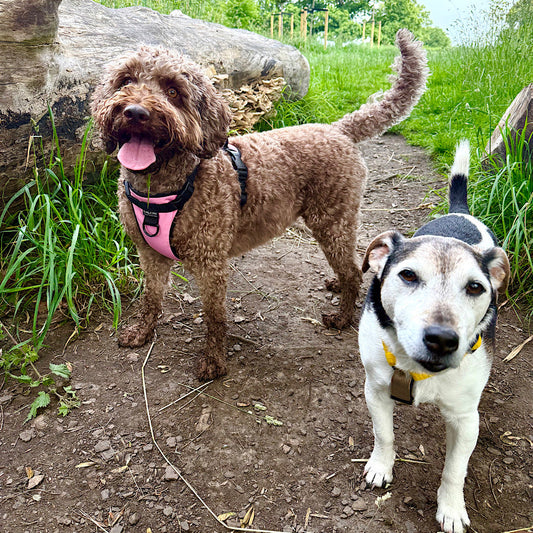 4 Tips for Selecting Eco-Friendly Dog Companies