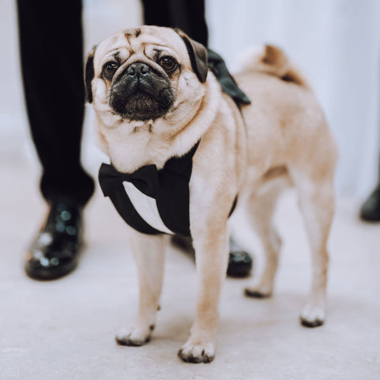 Pug dog wearing black tuxedo harness stood in front on grooms legs at a wedding