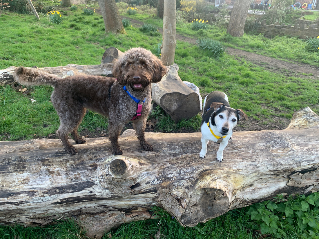 Two dogs stood a fallen tree