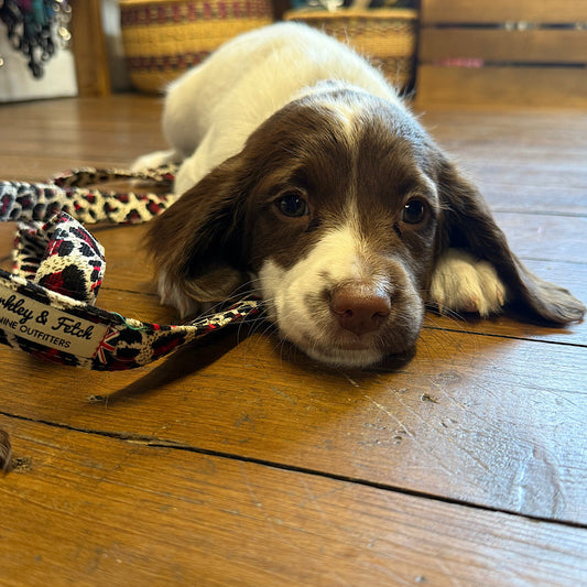 Springer pup lying on wooden floor wearing handmade in uk Barkley and Ftch collar and lead