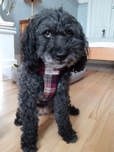 Wine Tartan Dog Harness