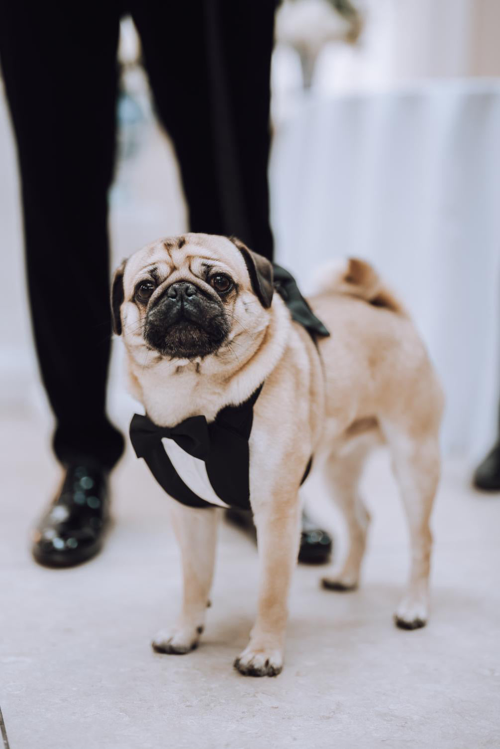Black Watch Tuxedo Wedding Dog Harness