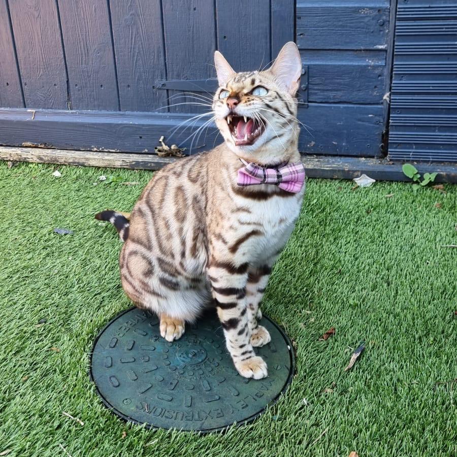 bengal cat in a garden wearing pink check bowtie by PURRL handmade by Barkley And Fetch