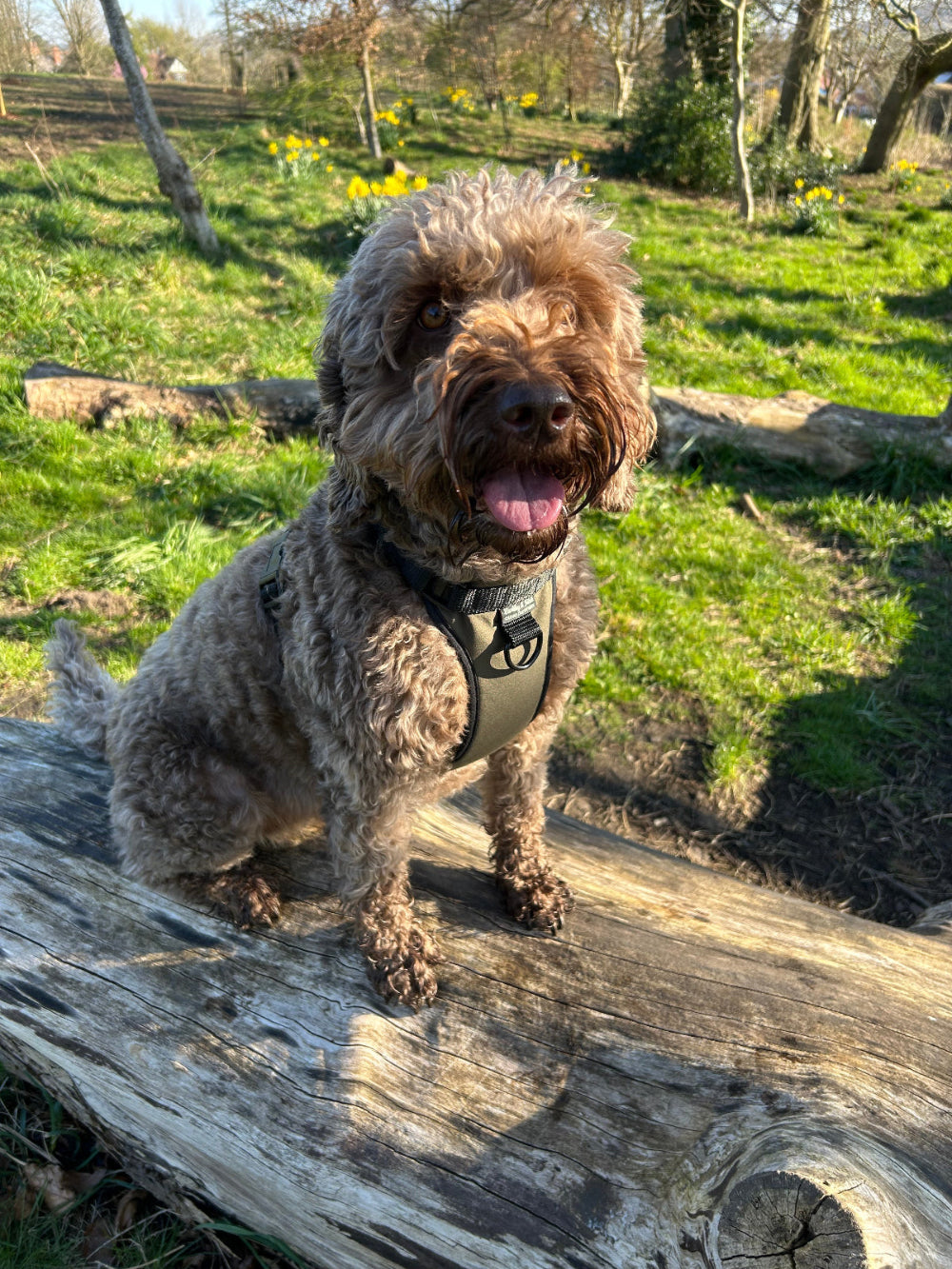 Dog standing on a log in a natural setting with greenery