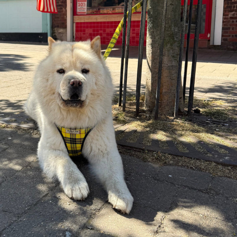 Husky lying down in the street under a tree in yellow tartan harness and lead