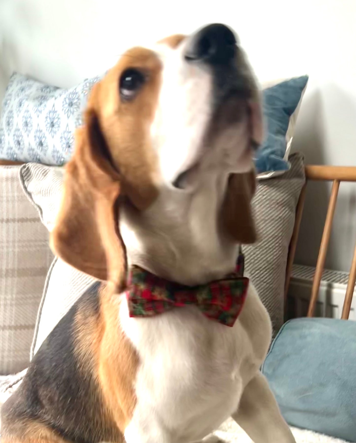 Christmas Snow Tartan Dog Collar