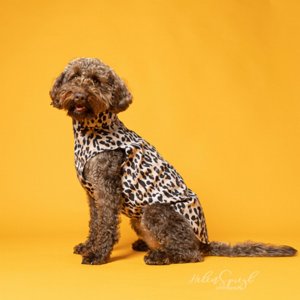 Softshell Dog Coat - Overhead style with harness zip