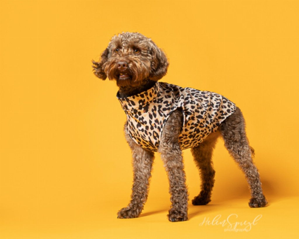 Softshell Dog Coat - Overhead style with harness zip