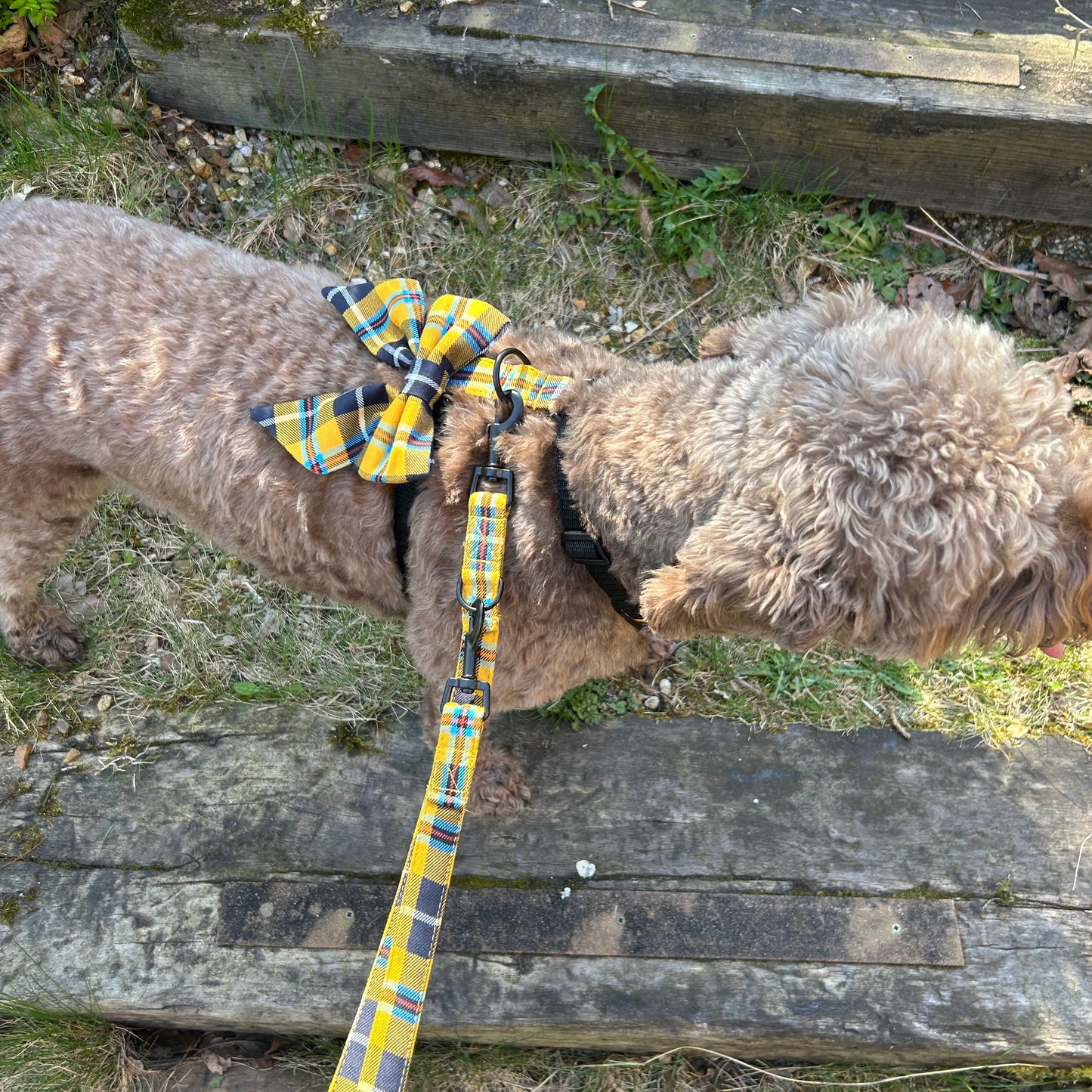 Cornish Tartan Dog Sailor Bow