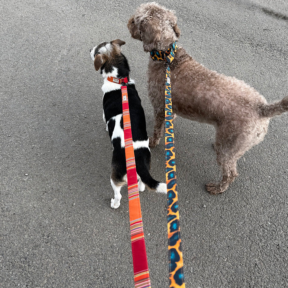 Two dogs on a leash with colorful leashes handmade by Barkley and Fetch standing on a pavement.