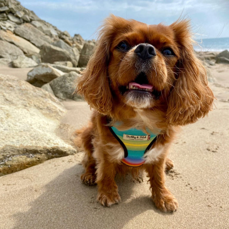 Apricot colour King Charles cavalier wearing rainbow stripe harness on a beach