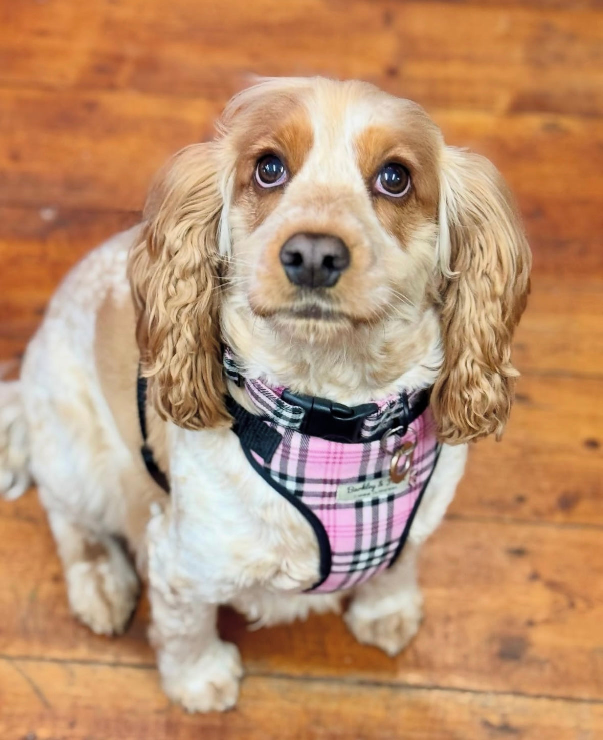 King Charles spaniel in pink check harness and collar sat on a wooden floor