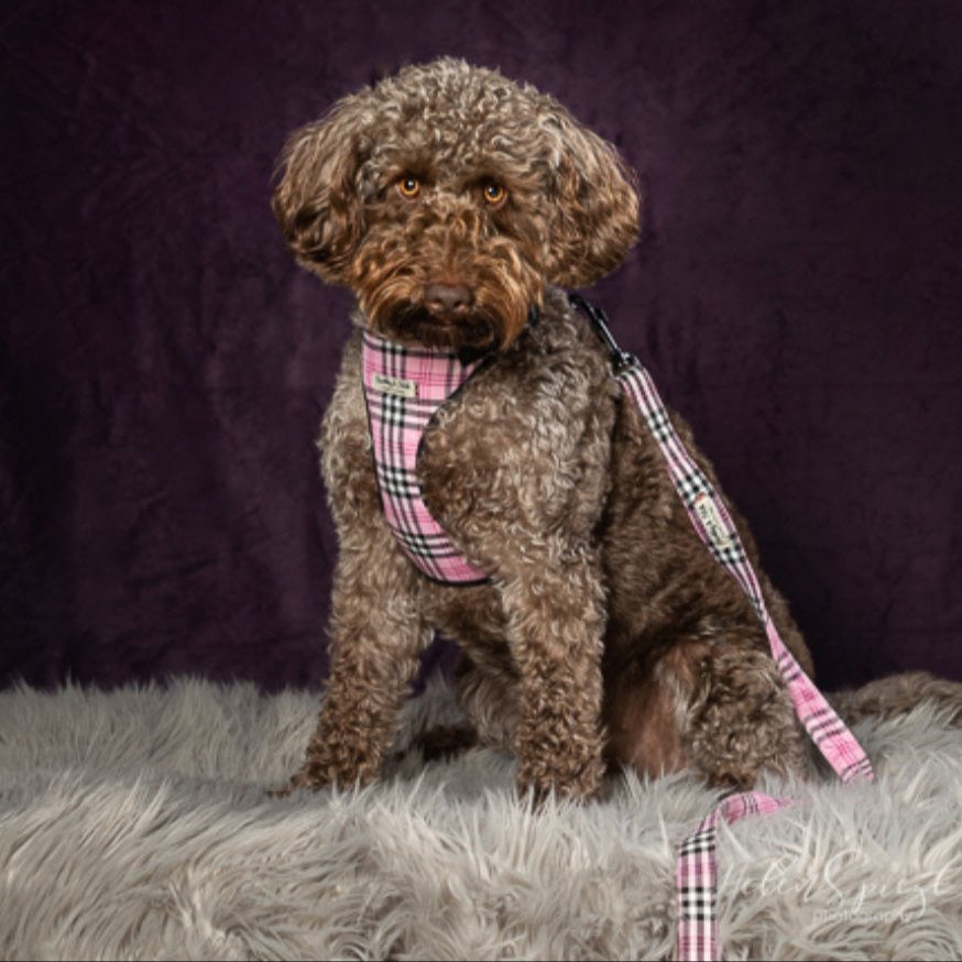 Labradoodle wearing pink check harness and lead while sat on a fur mat