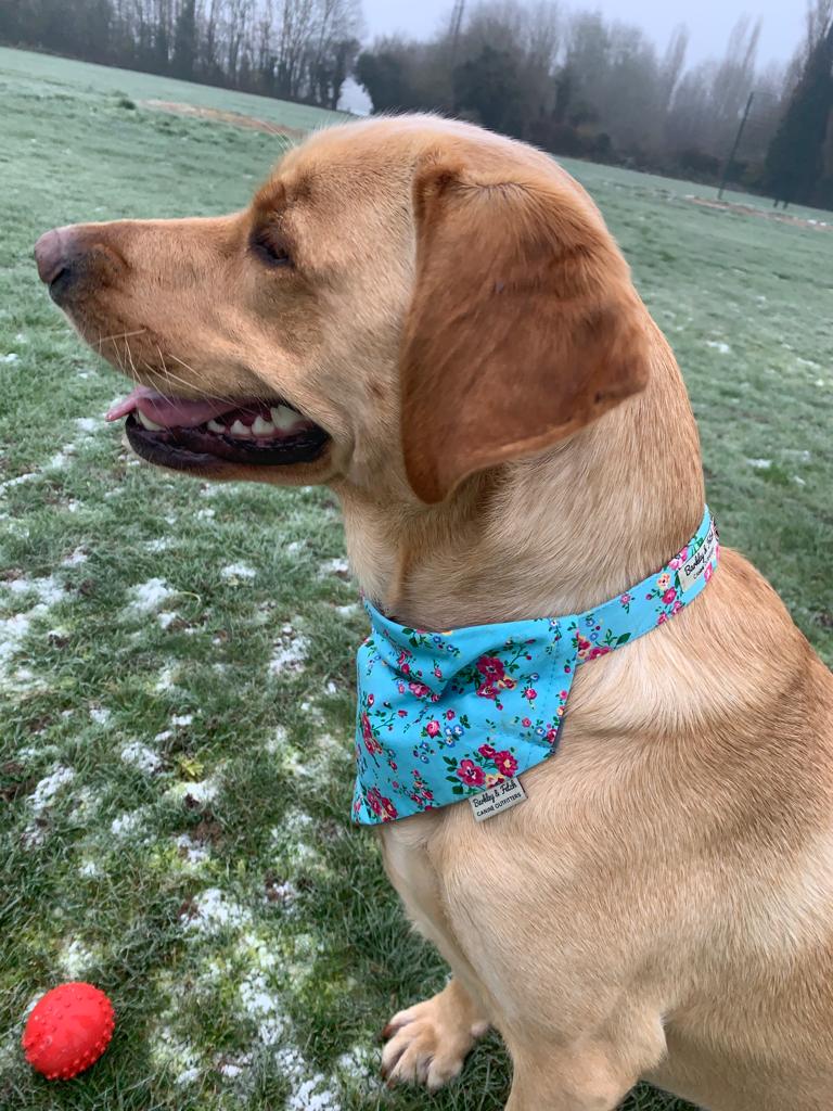 golden Labrador wearing blue floral print bandana and collar on grass