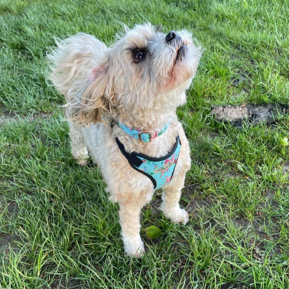 Lhasa apso dog stood in blue ditsy harness on the grass looking up to her owner