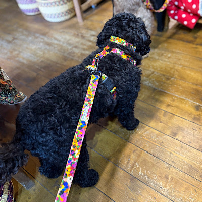 Black dog on a colourful leash standing on a wooden floor