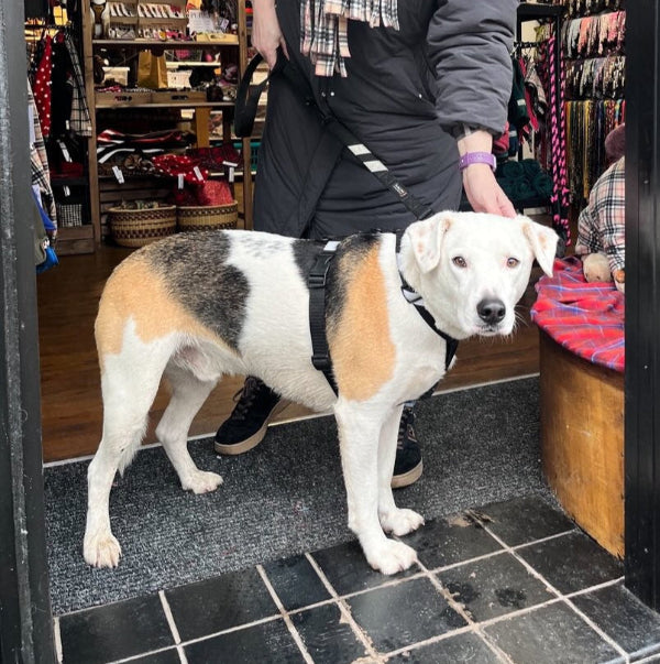 Dog standing on a tiled floor in a store with a person holding a leash