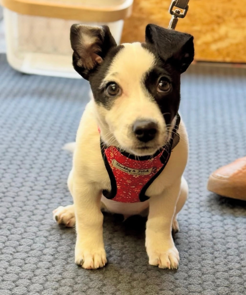 Jack Russell wearing Red Ditsy Floral Print Harness by BARKLEY AND FETCH