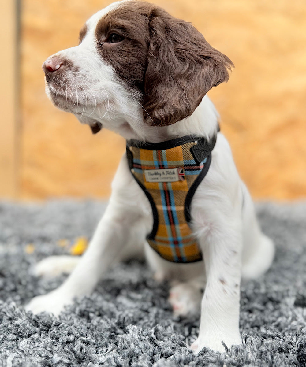 Puppy wearing a plaid harness on a carpeted floor