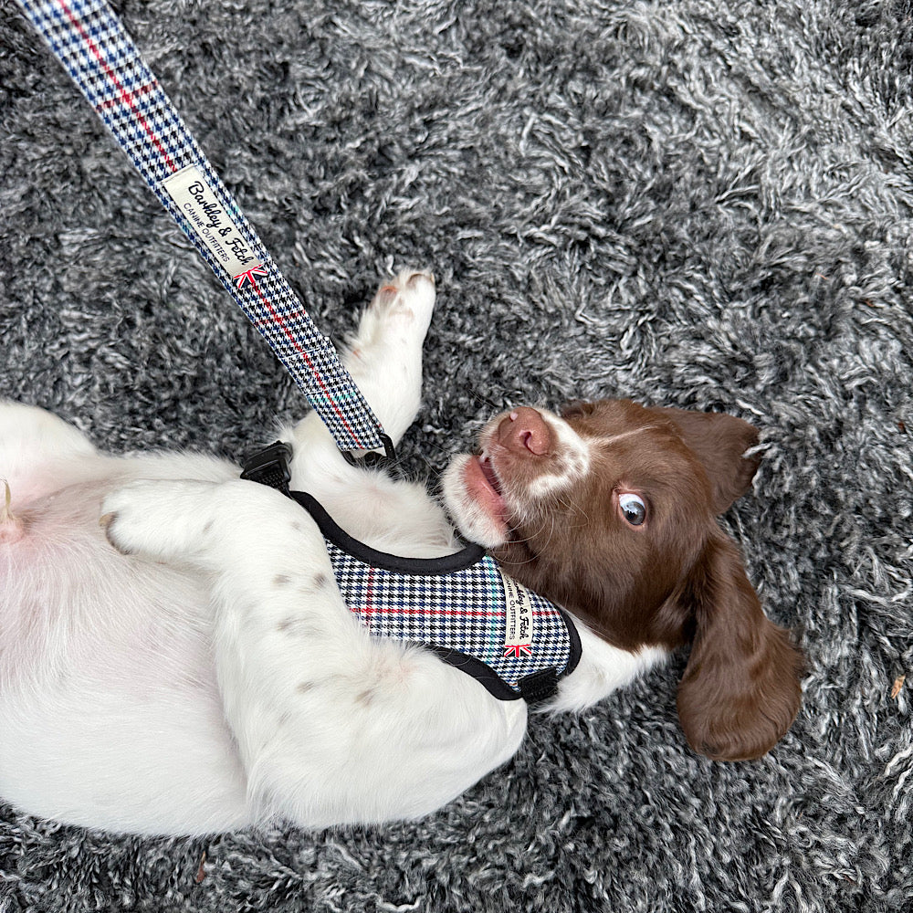 Dog wearing a checkered harness and leash on a gray carpet