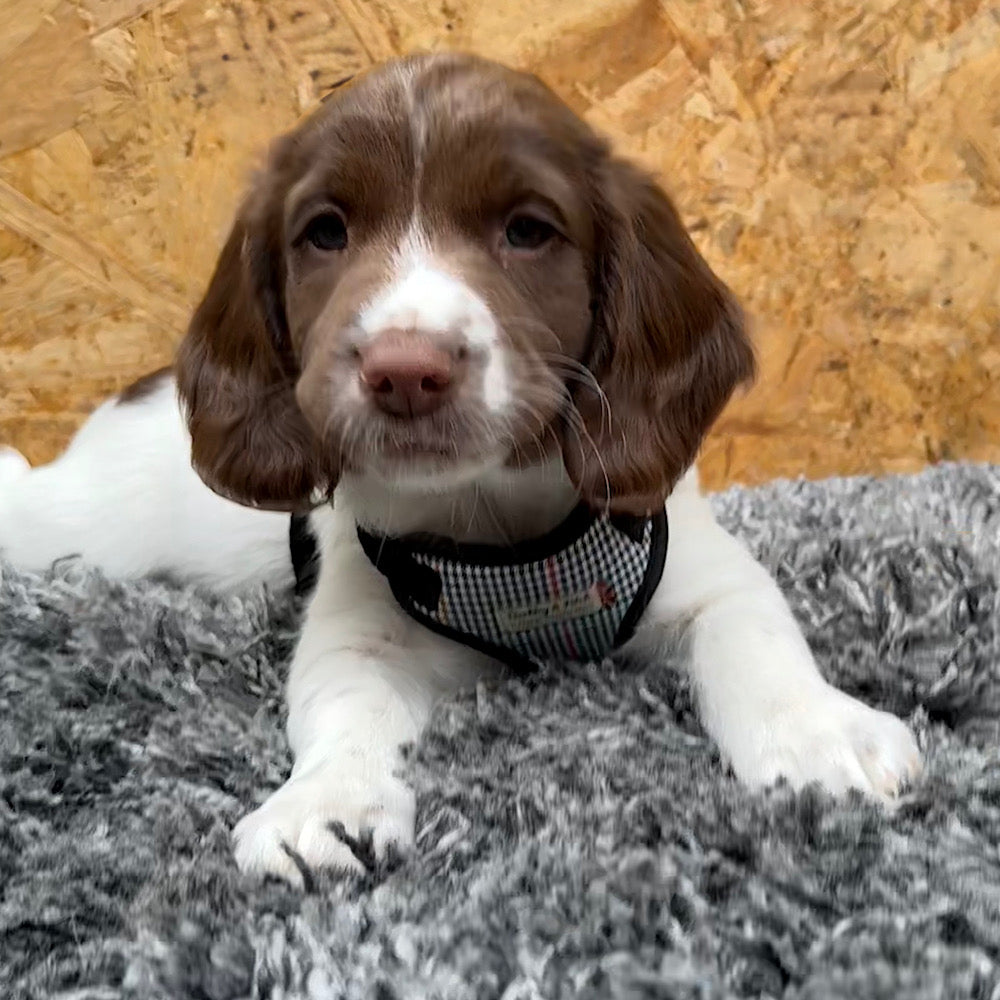 Puppy wearing a checkered harness on a textured surface with a wooden background