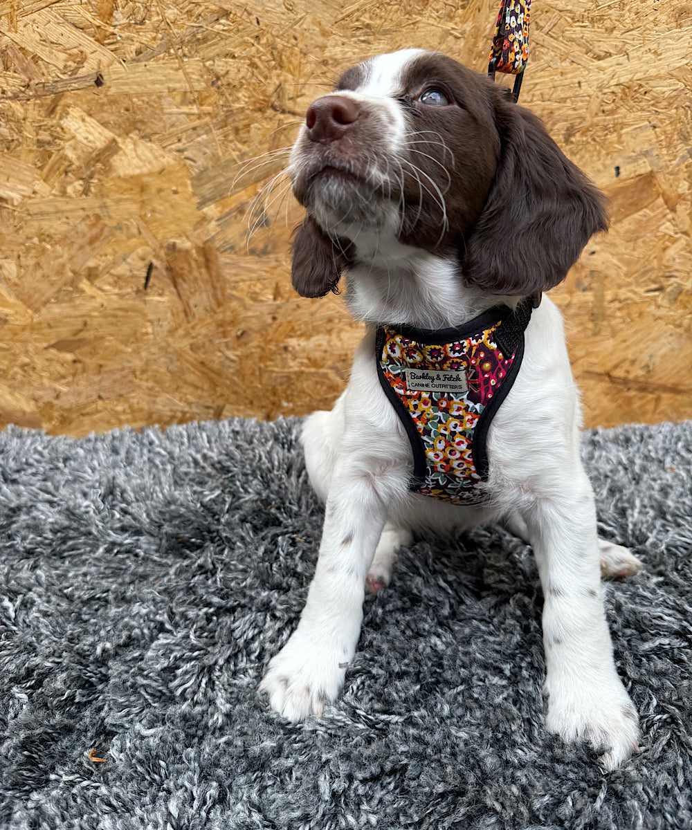 Dog wearing a colorful harness sitting on a gray rug with a wooden wall background