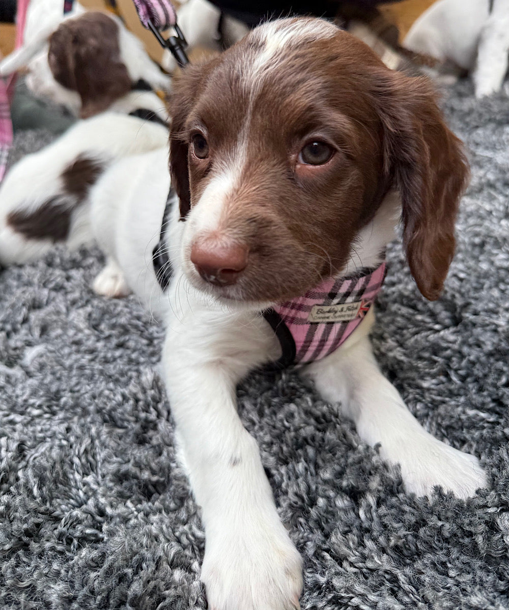 Brown and white puppy wearing a pink harness on a gray carpet