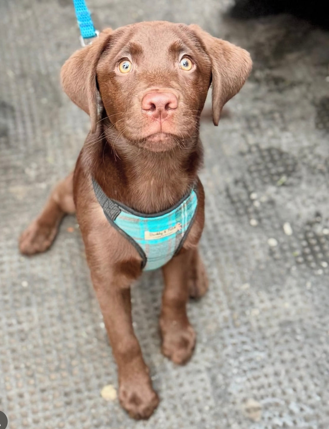 Handmade Turquoise and Grey Tartan Dog Harness chocolate lab