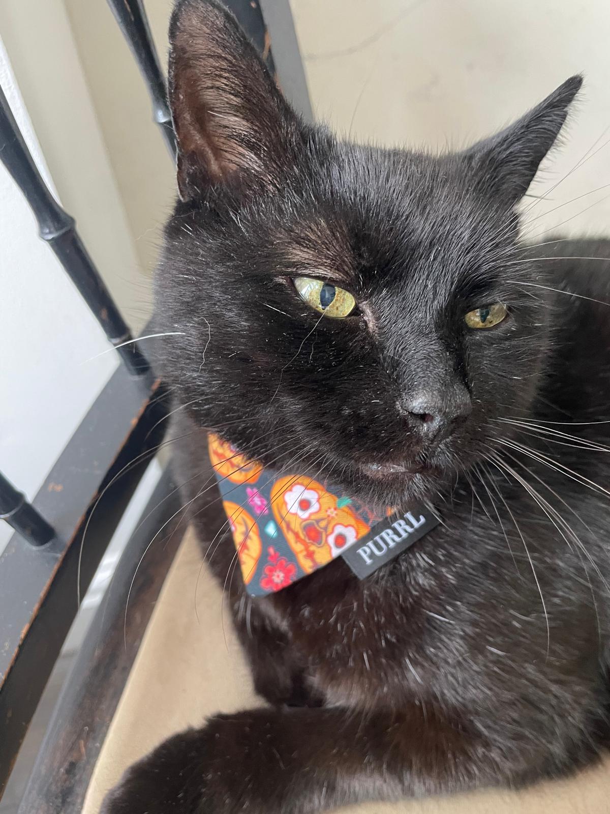black cat in pumpkin bandana lying on a chair