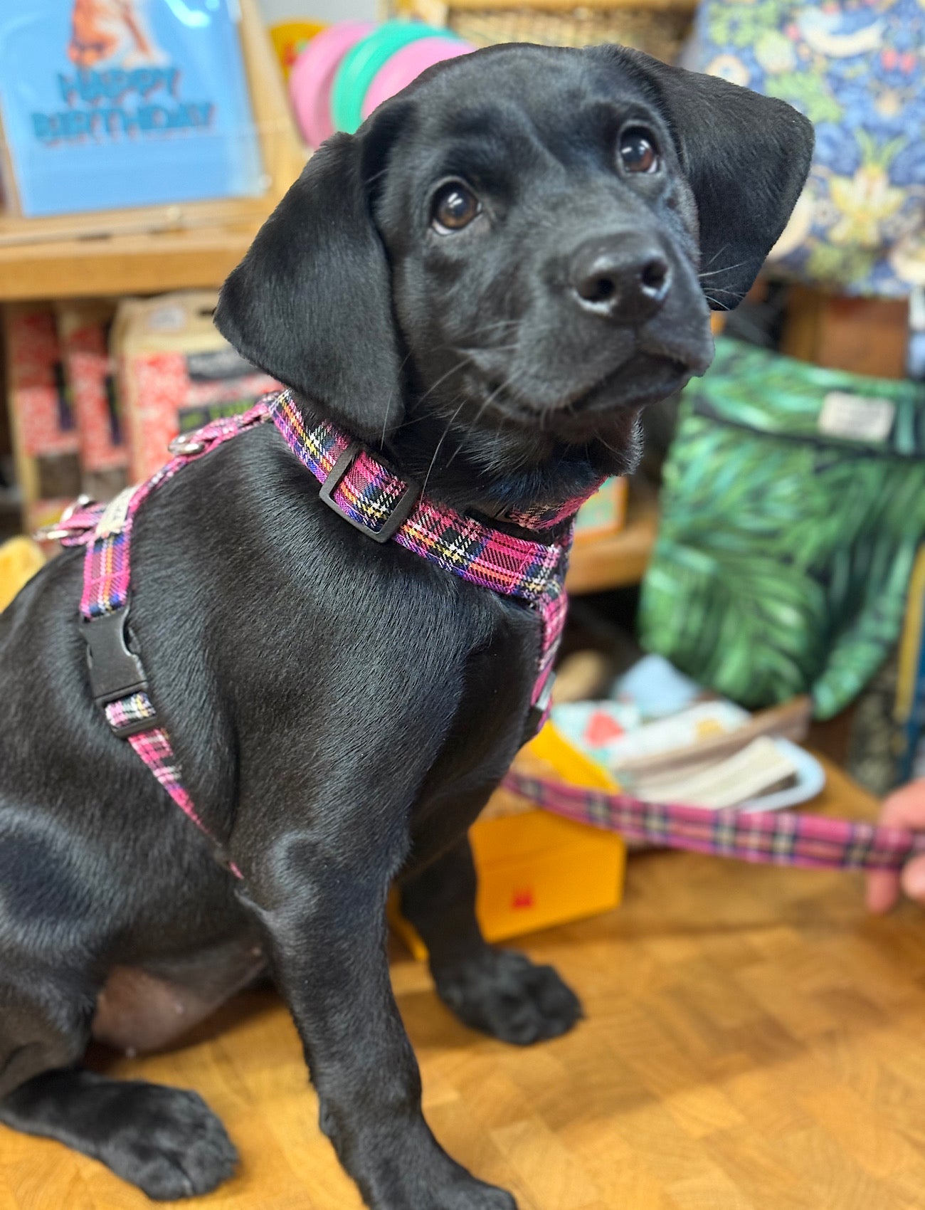 Black puppy wearing a colorful harness in a store setting