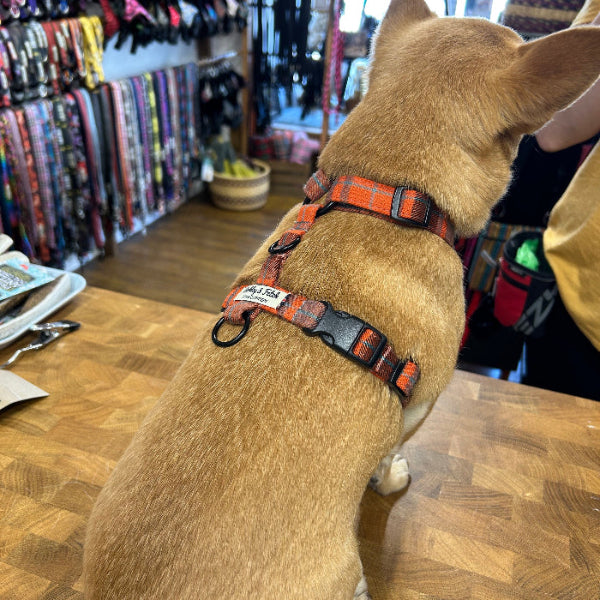 Dog wearing an orange and black harness in a store setting with pet accessories handmade by Barkley and fetch uk