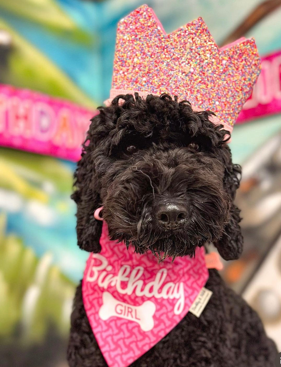 Birthday Dog Bandana Girl