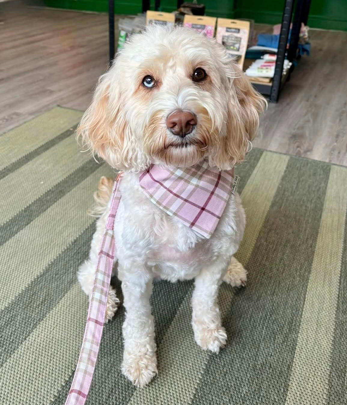 White dog with a pink plaid bandana standing on a striped rug.