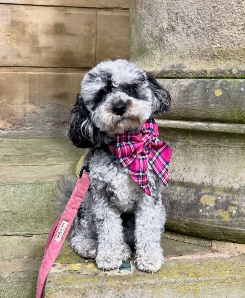 Small dog with a pink plaid bow tie sitting on wooden steps.