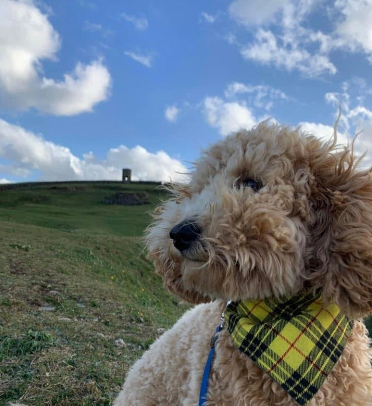 Yellow Tartan Dog Bandana