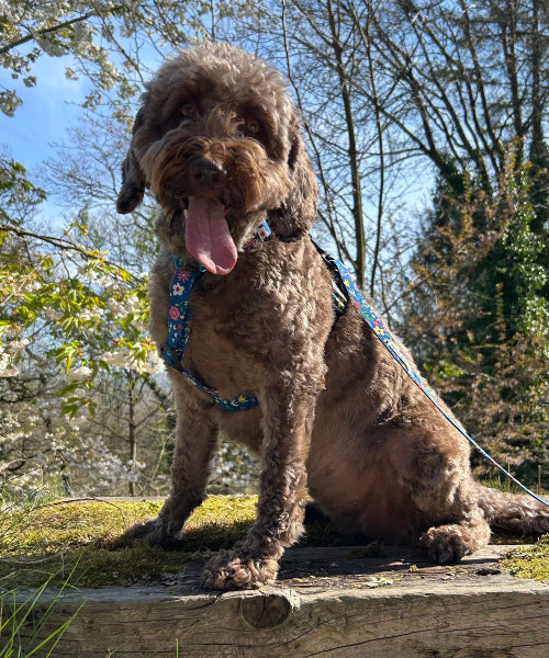 Brown dog on a leash sitting on a wooden platform with trees in the background handmade by barkley and fetch uk