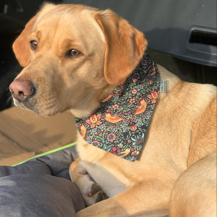 Golden Labrador wearing a bandana
