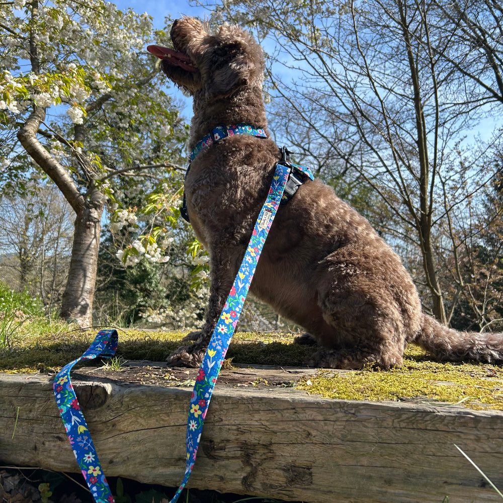 labradoodle in barkley and fetch cobalt blue ditsy strap harness and lead sat on a railway sleeper. Trees in background