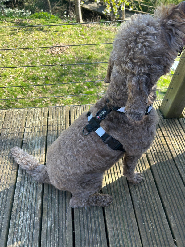 Dog wearing a harness on a wooden deck with grass and trees in the background