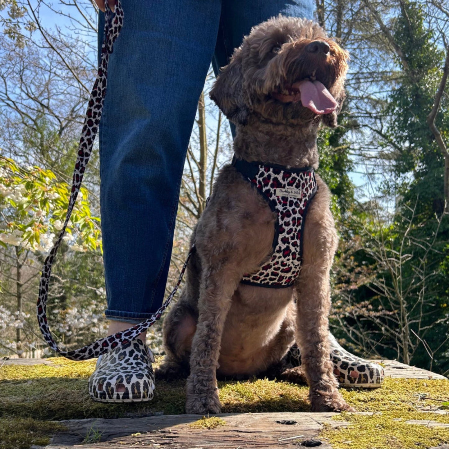 Brown mini labradoodle wearing leopard print harness and lead stood in between her owners feet with tongue out. Leopard print crocs on owners feet
