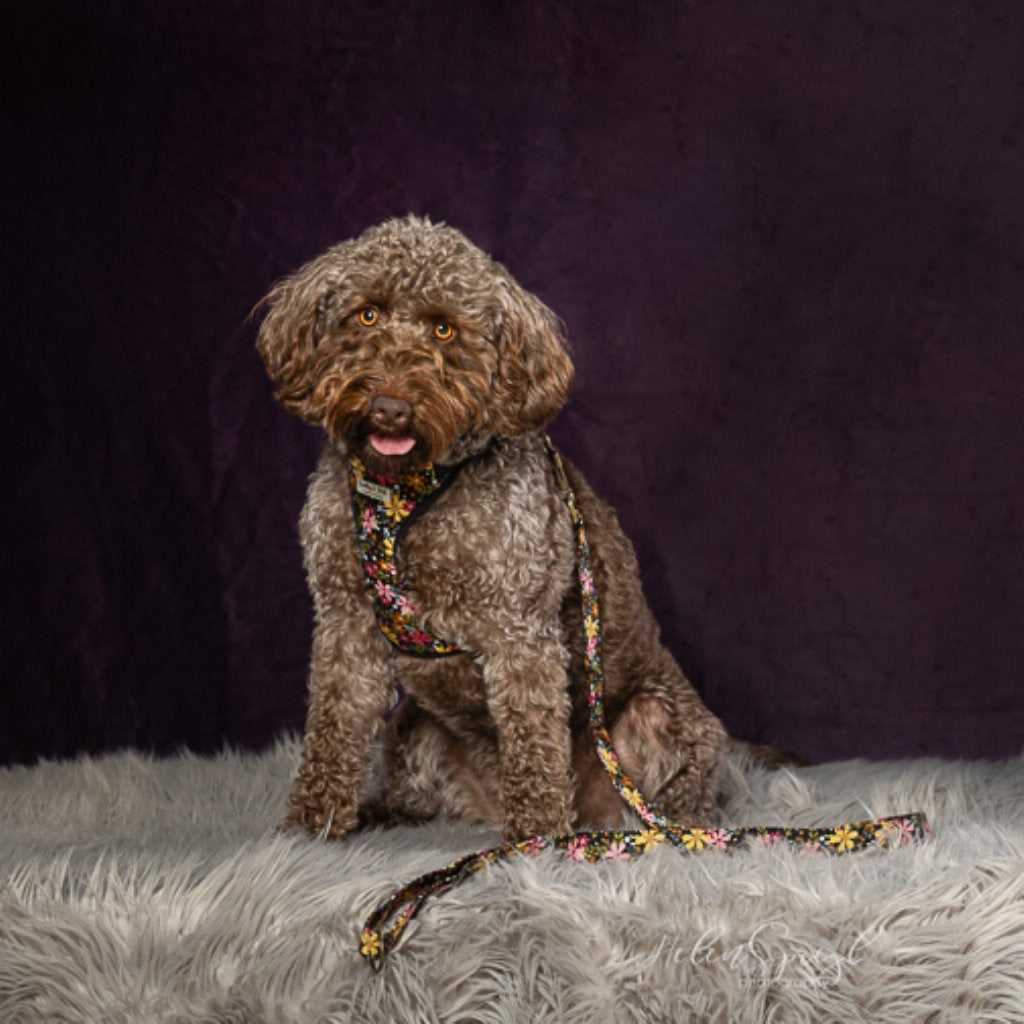 Labradoodle sat on a fur rug wearing a flowery harness with matching lead