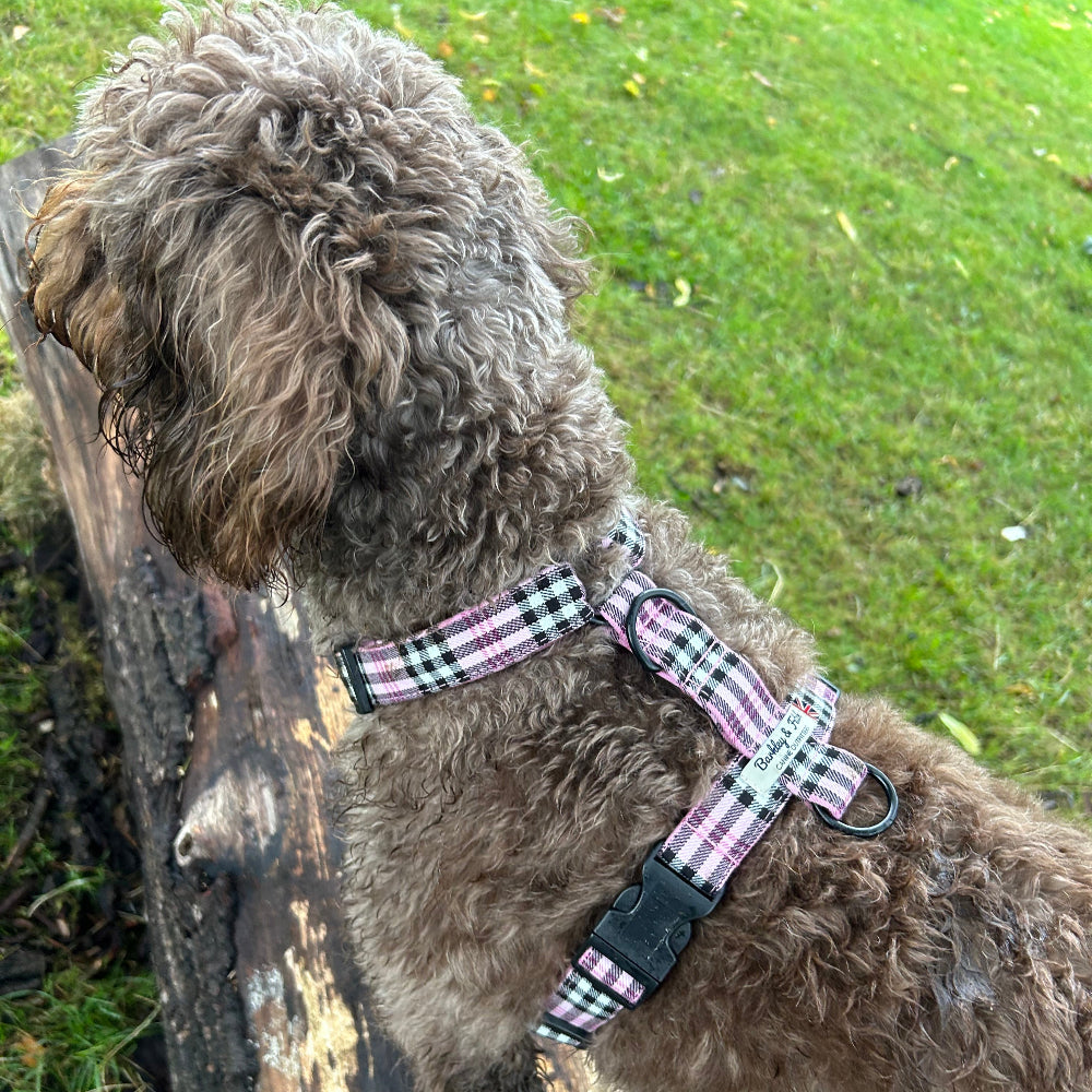 labradoodle in barkley and fetch pink check strap harness stood on a log