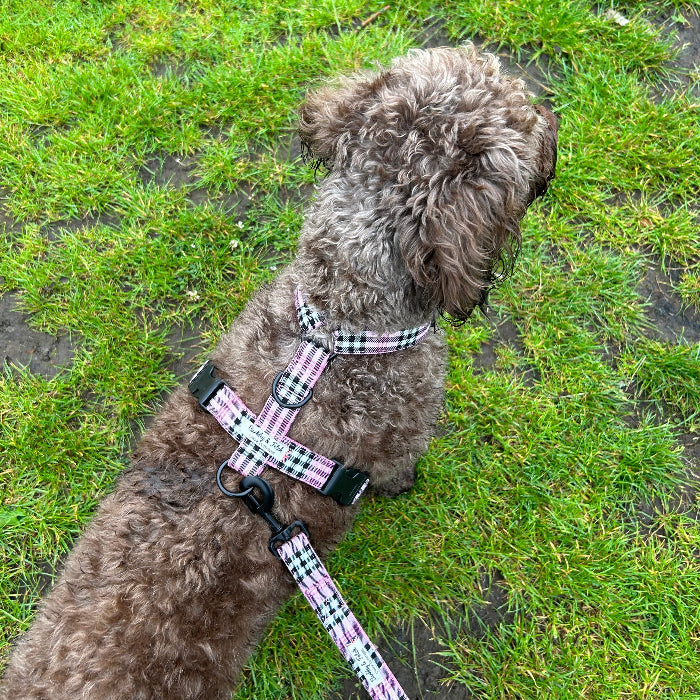 Dog wearing a checkered harness on a grassy ground