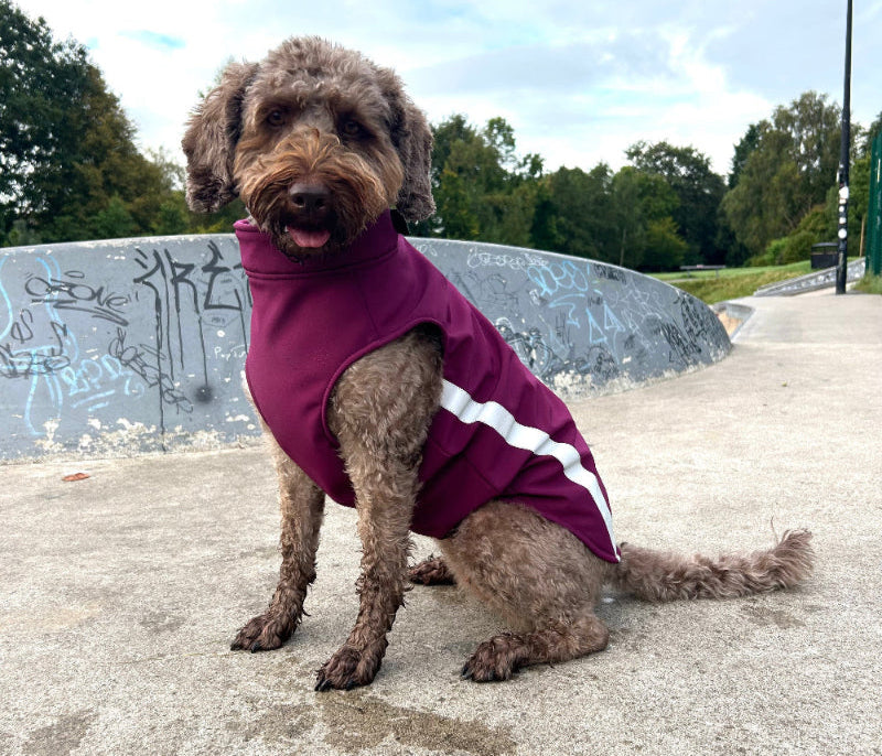 labradoodle wearing burgundy coat sat in skate park