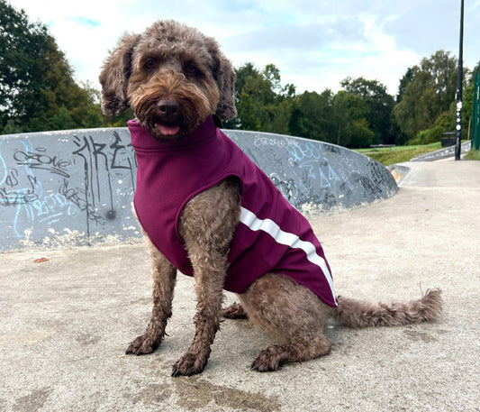 labradoodle wearing burgundy coat sat in skate park