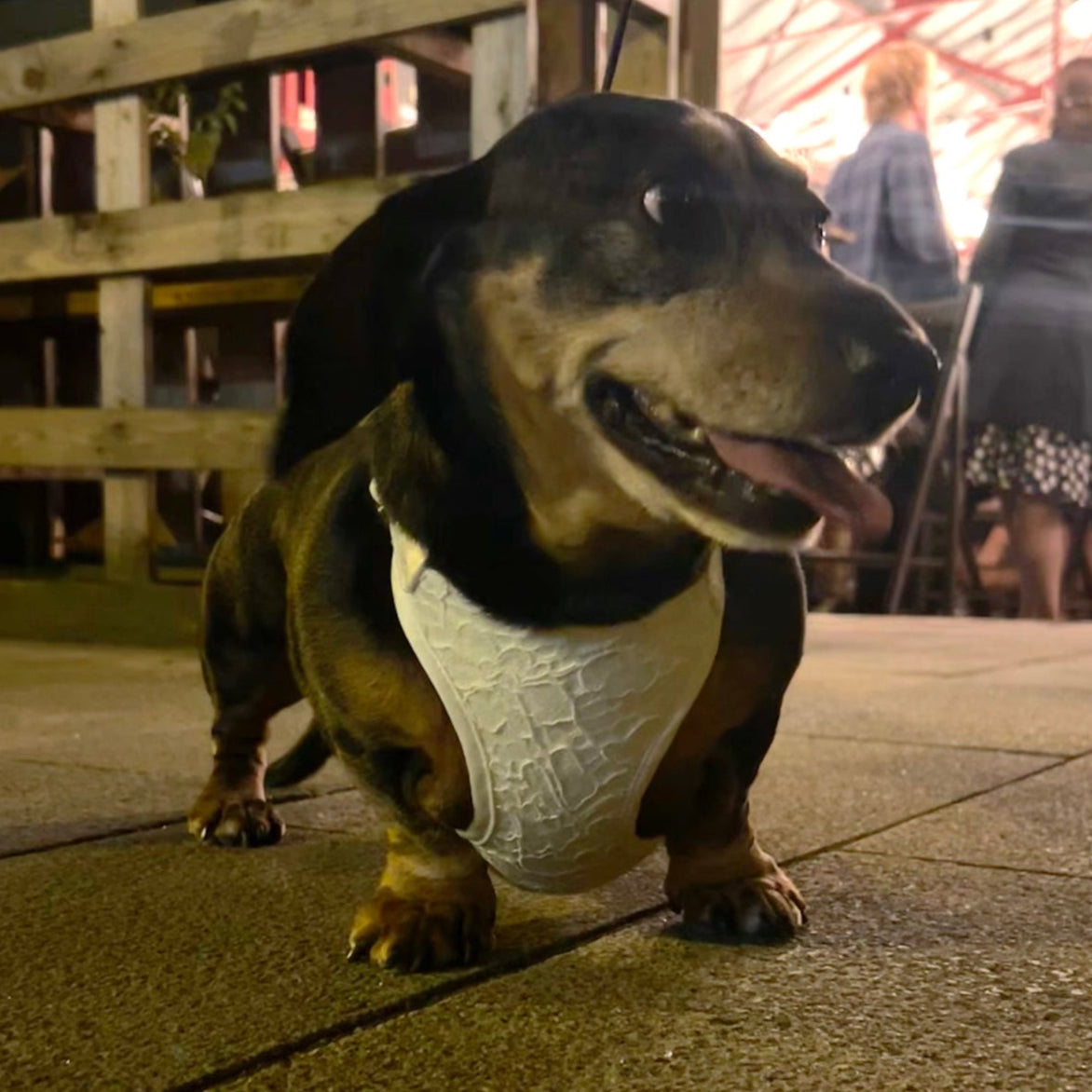 mini dachshund wearing wedding harness stood on paving with wedding guests in the background