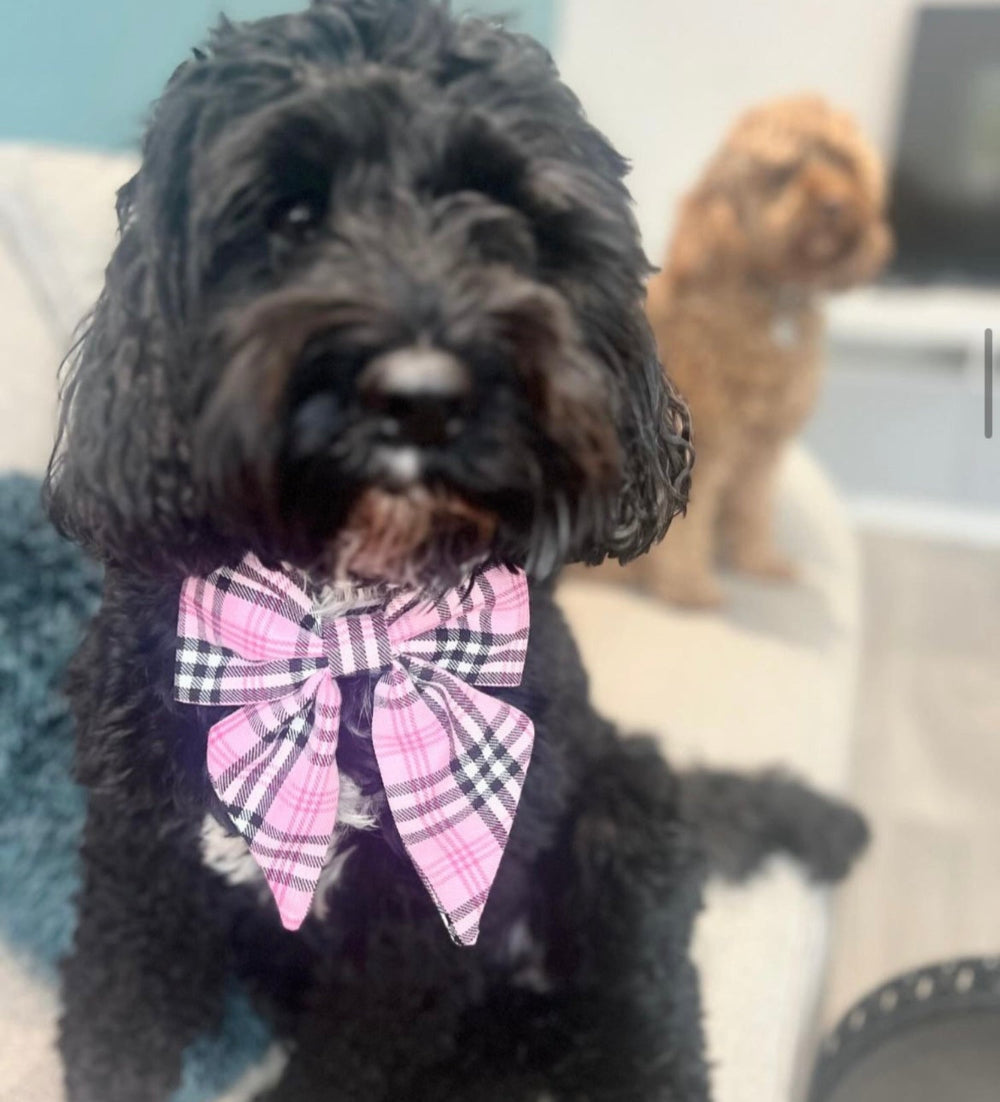 Black dog wearing a pink plaid bow tie with another dog in the background.