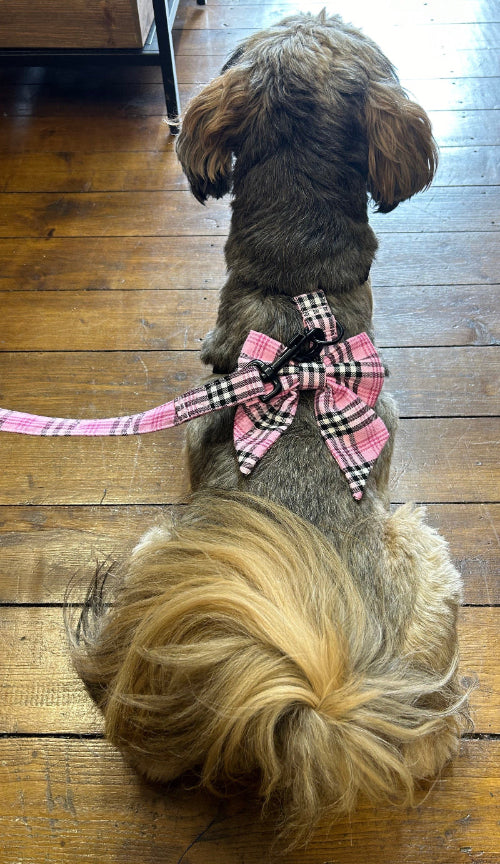 Dog with a pink plaid bow on a wooden floor in barkley and fetch store in Marple