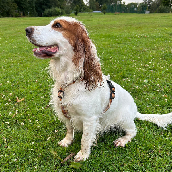 springer in gingerbread strap harness sat on the grass
