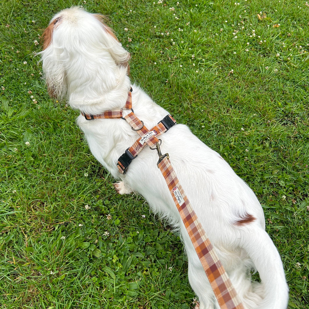 aerial view of springer spaniel in gingerbread strap harness stood on grass